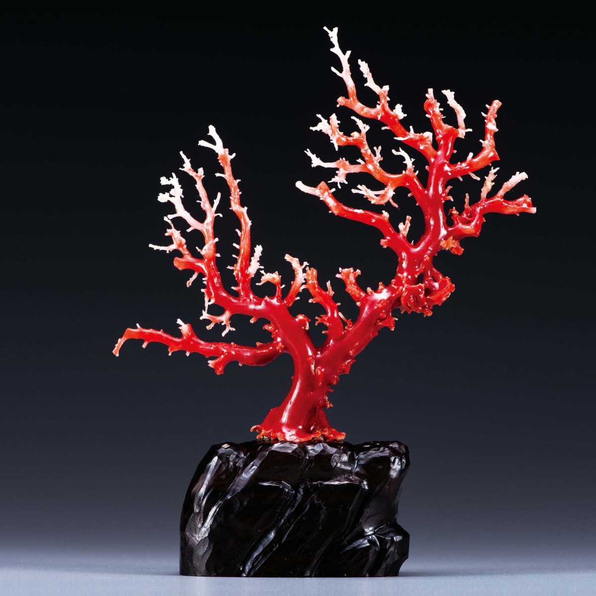 (R1005-7)『最高級高知県産』天然血赤珊瑚　2.427ctルース