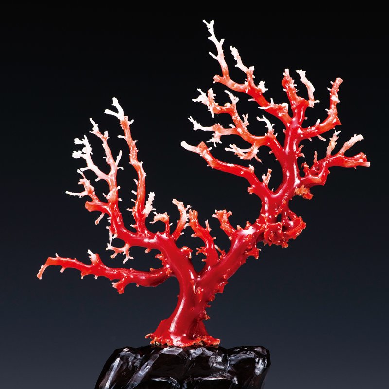 天然血赤珊瑚カフスNapier