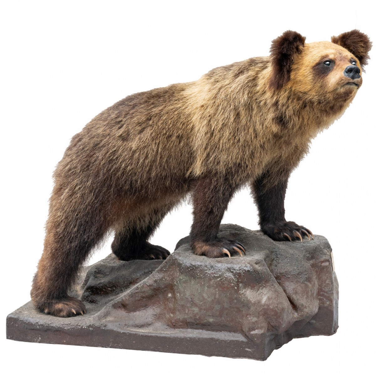 【特注ケース付き】熊　剥製　本物　引き取り希望 北海剥製標本社