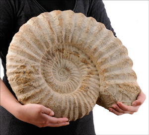 貝殻.化石.アンモナイト.モロッコ産化石　13cm