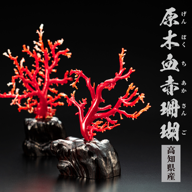 高知県産 100カラット『血赤珊瑚原木』(大)