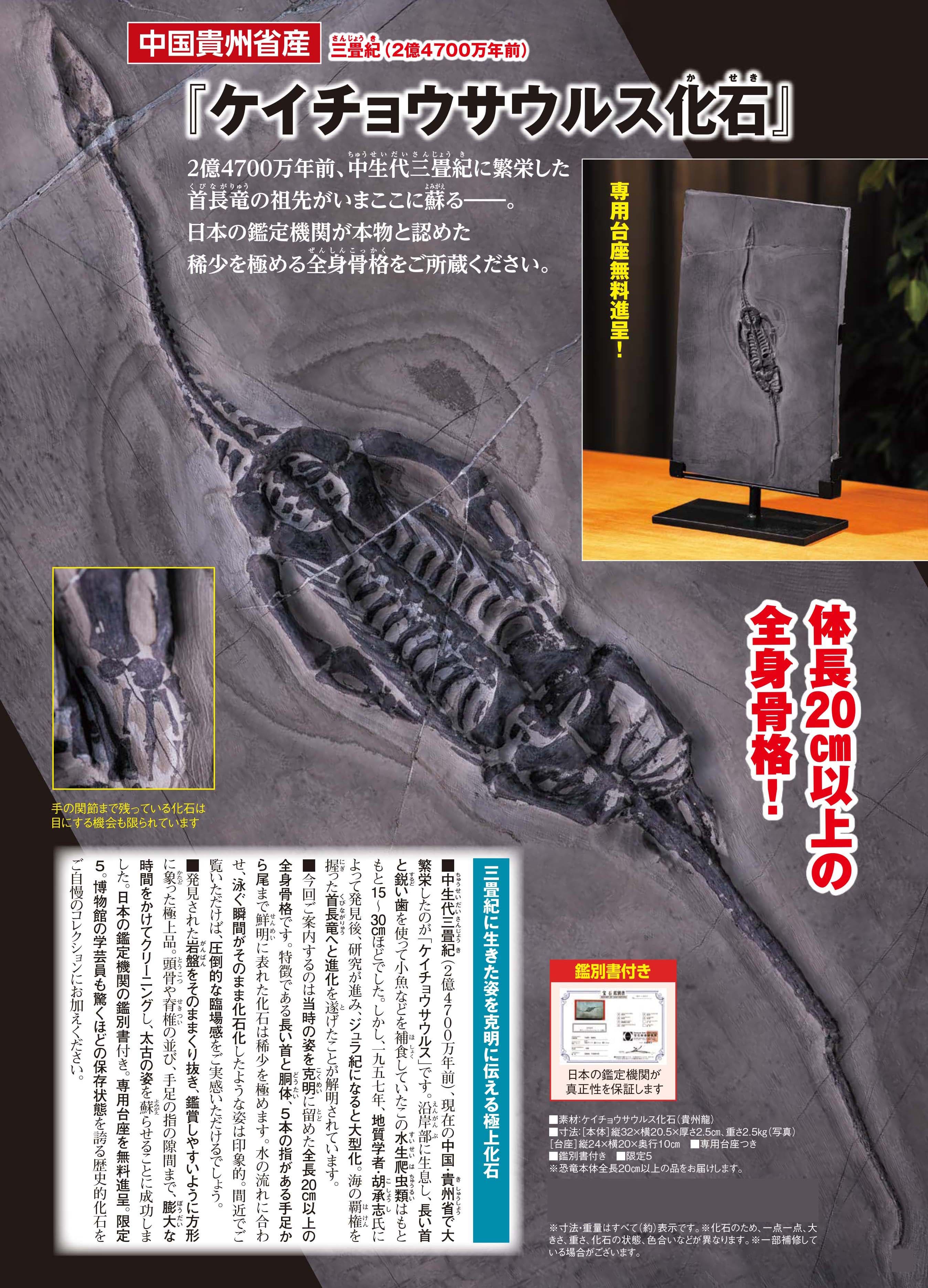 貴州省産『ケイチョウサウルス』 | 東京書芸館公式ウェブサイト