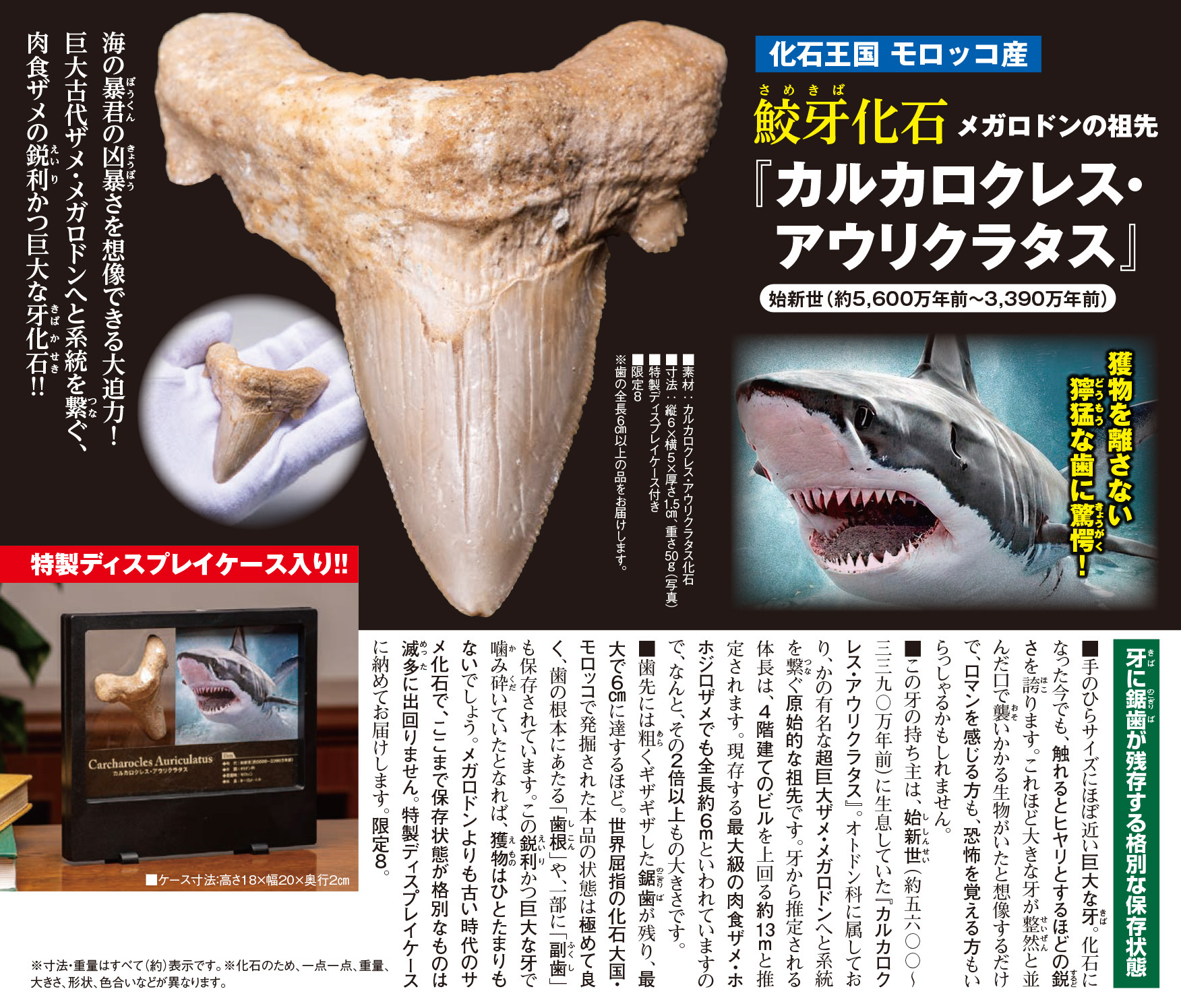 サメ 歯 化石 オルサカンサス [OR12] サメの歯 鮫の歯 鮫 牙