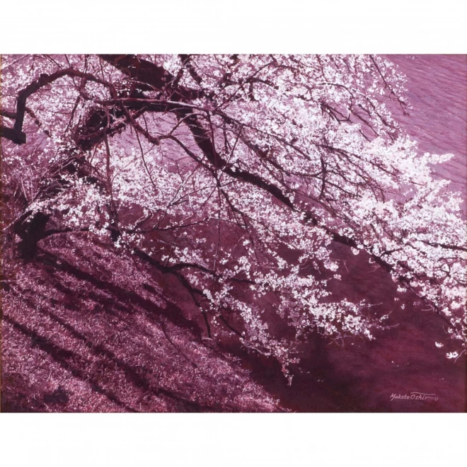 大城真人　油彩肉筆画『桜』10号