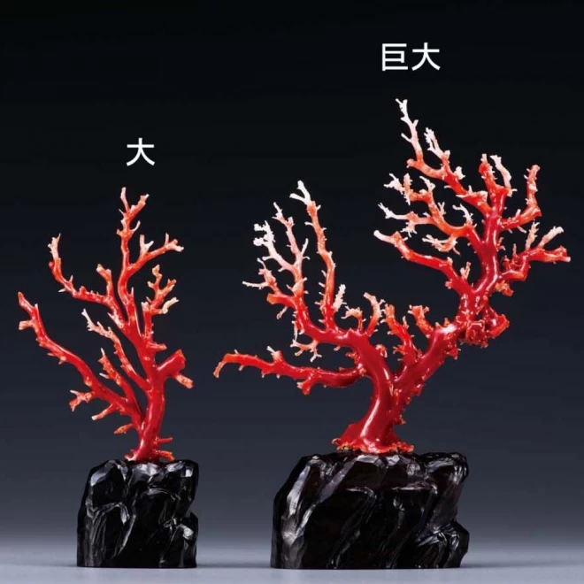 高知県産 300カラット『血赤珊瑚原木』(巨大)