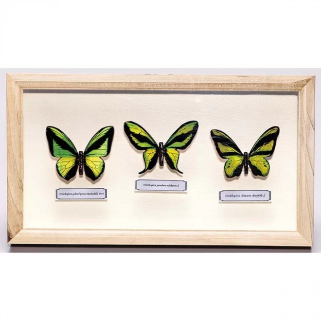 全国無料得価 蝶標本 トリバネアゲハの世界‼️ ゴライアス 