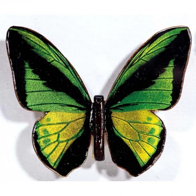 平田悠　木製『蝶標本』トリバネアゲハチョウ類