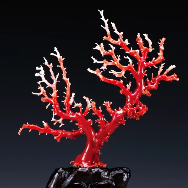 血珊瑚