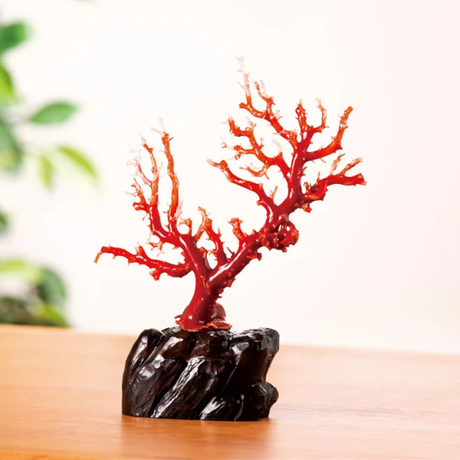 レディース血珊瑚