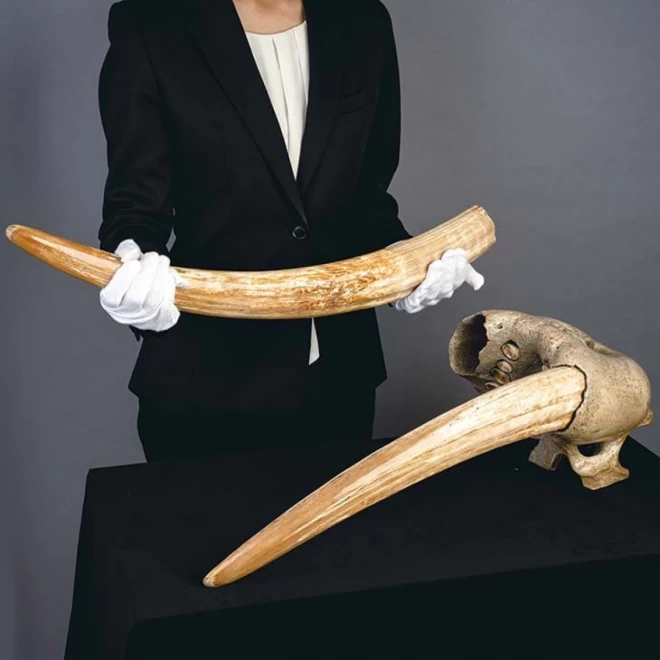 アラスカ産　セイウチ牙化石『オドベヌス上顎牙化石』