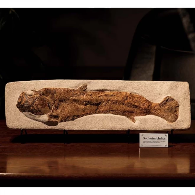 全長21cm古代魚 魚化石 コレクション 天然石付き - その他