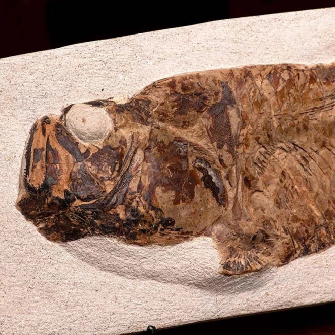 モロッコ産　大型古代魚化石『グルミミクティス』