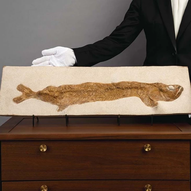 モロッコ産　大型古代魚化石『グルミミクティス』