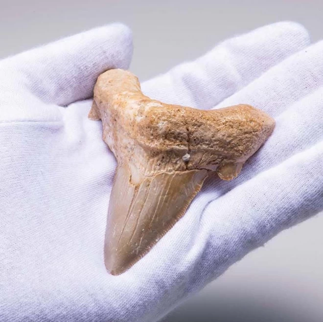 モロッコ産　鮫牙化石『カルクロクレス・アウリクラタス』