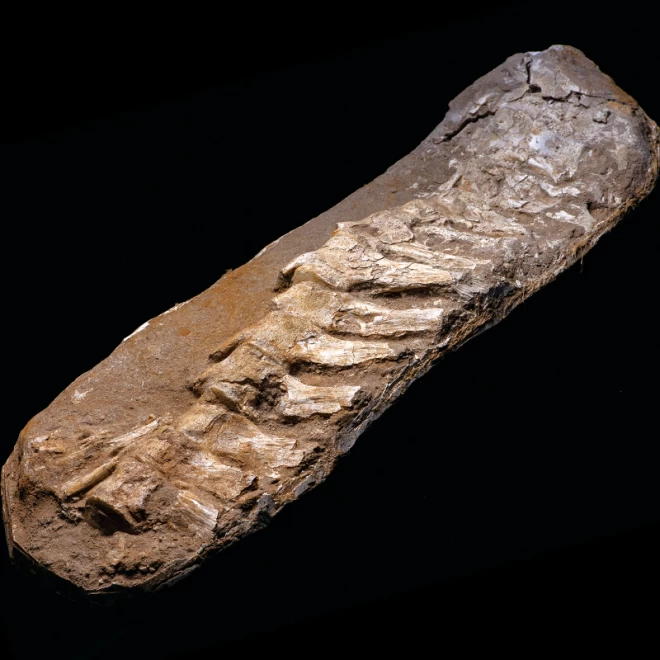 モロッコ産『モササウルス化石』