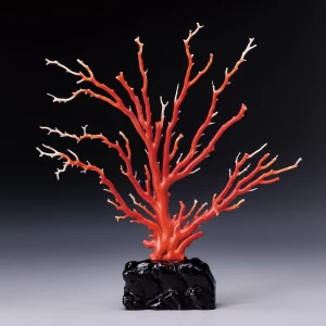 高知県産  最高品質『原木桃色珊瑚』大