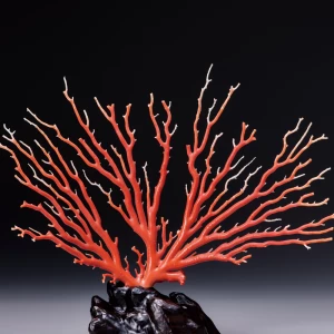 高知県産  最高品質『原木桃色珊瑚』特大