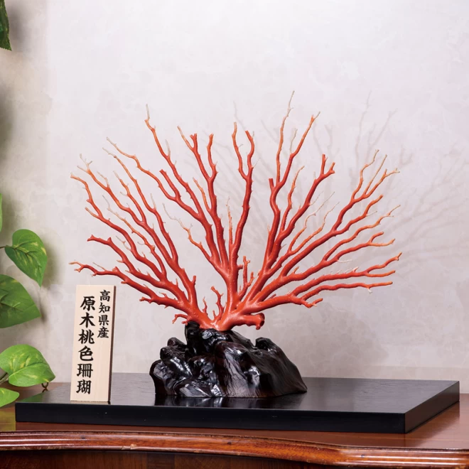 高知県産  最高品質『原木桃色珊瑚』特大