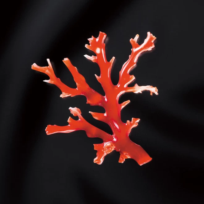 赤珊瑚 原木 高知県産 - 各種パーツ