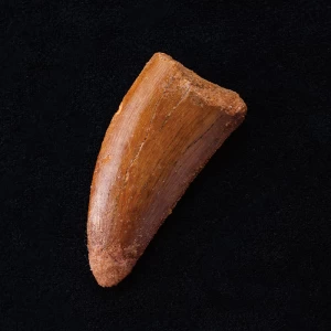 モロッコ産『アフリカンTレックス牙化石』