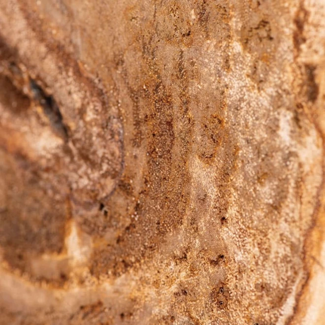 木化石『福運年輪』